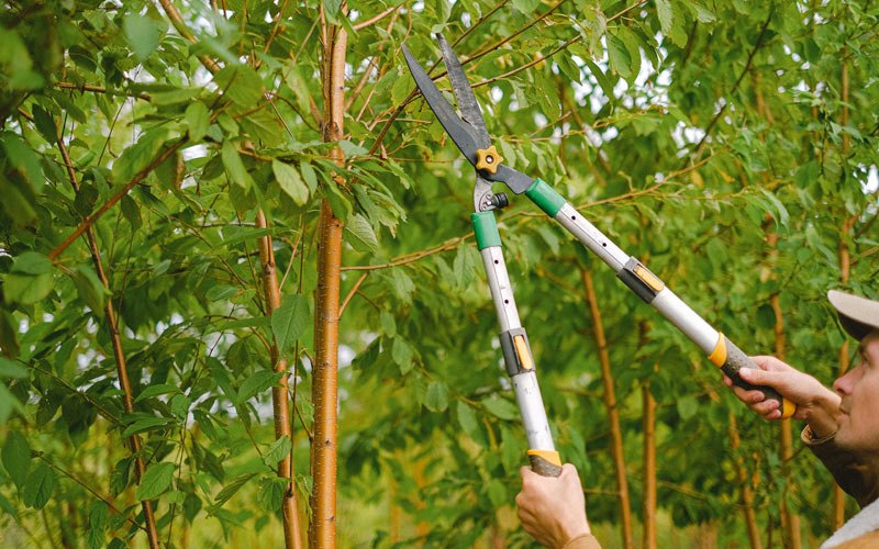 Tree trimming in Henefer, UT